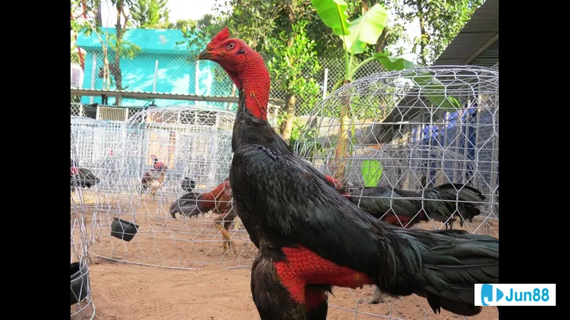 Minh họa cho Giúp nâng cao chất lượng Minh họa cho Giúp nâng cao chất lượng