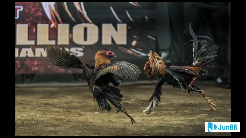 Gà lai cuốn theo kỹ thuật đổ Gà lai cuốn theo kỹ thuật đổ