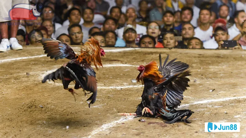 Kỹ thuật đổ gà đá Kỹ thuật đổ gà đá