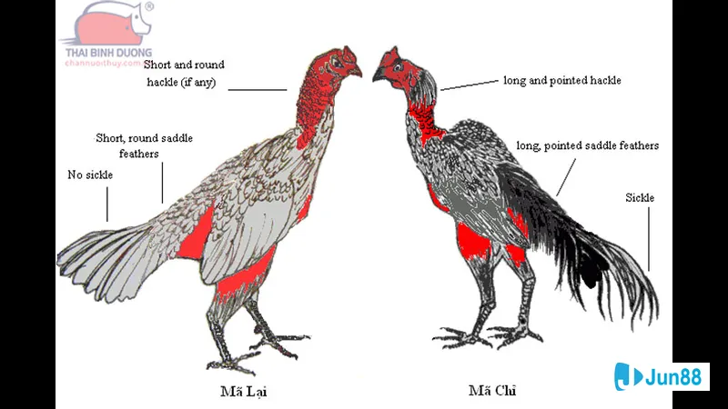 Đường lối đá sỏ