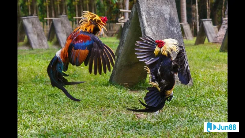 Lối đá cưa đè hai mang