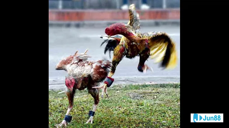 Huấn luyện chiến thuật cho gà chọi