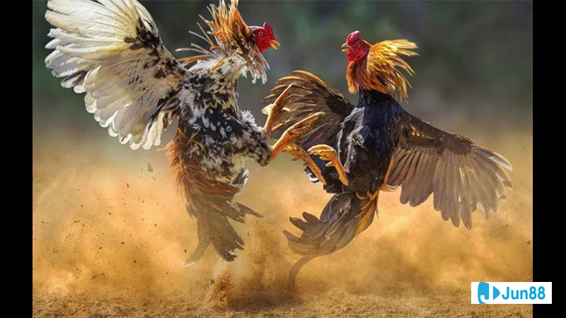 Minh họa cho Bệnh Newcastle trong bài viết