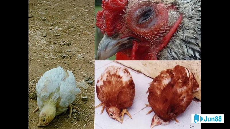 Gà bị nhiễm cúm