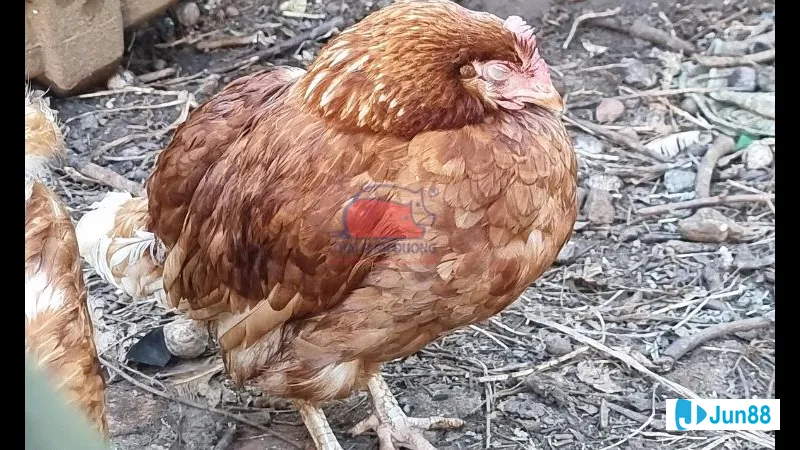 Gà đá chuẩn bị tham gia trận đấu