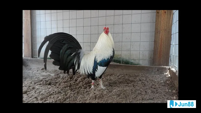 Chuồng trại đẹp mắt cho gia đình nuôi